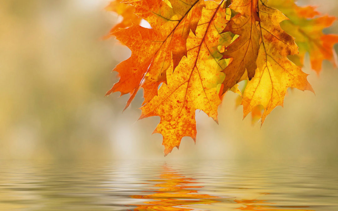 Menu Chasse – Sur commande